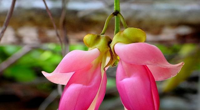 海芋花（探索海芋花的花语之美）