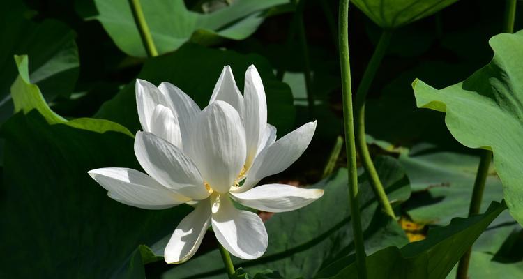 荷花的美与意义（荷花的象征意义及寓意）