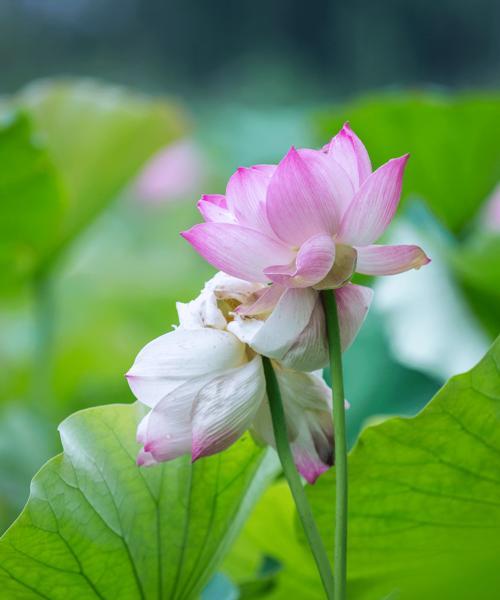 荷花（探索荷花在文化）