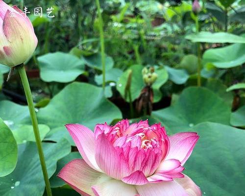 荷花的象征意义及文化内涵（荷花的美丽与奇妙）