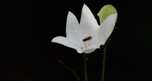 黑色桔梗花语的深意（探寻黑色桔梗花的花语之美）