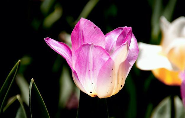 黑色郁金香花语（探寻黑色郁金香的象征与意义）