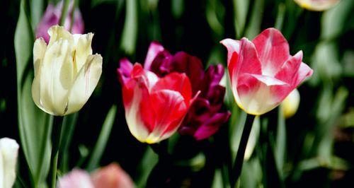 黑色郁金香花语（探寻黑色郁金香的象征与意义）