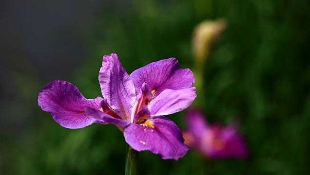 马蹄莲花语（从意义到象征）