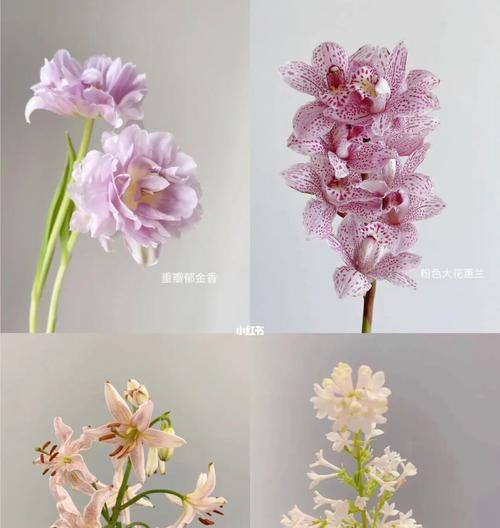 红丁香花语与爱情（探寻红丁香花语中的浪漫与真情）