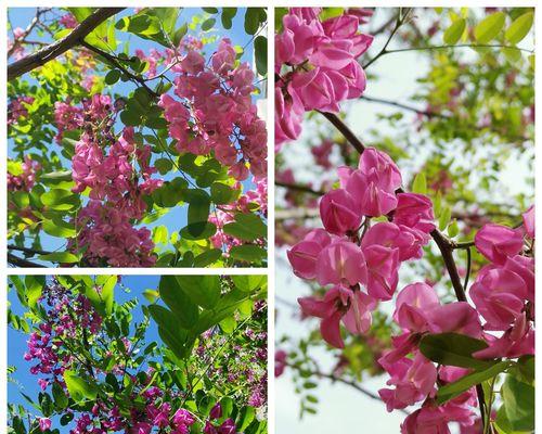 红花刺槐花语，寓意与传承（红花刺槐）