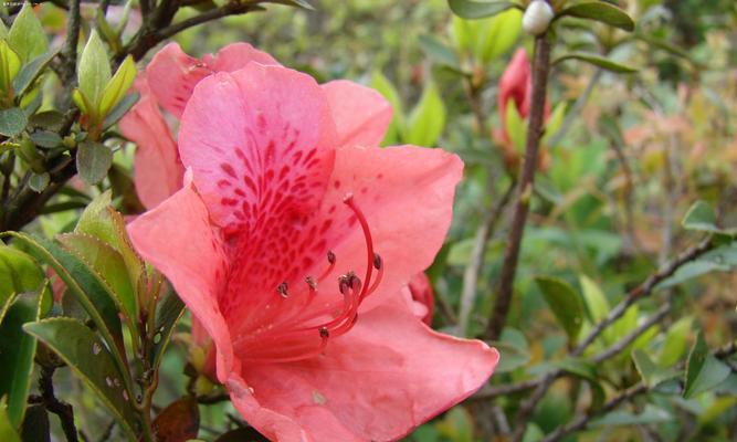 红色杜鹃花的寓意（传递坚强与爱的杜鹃花）