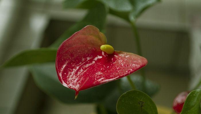 红色马蹄莲，花开人生（马蹄莲）