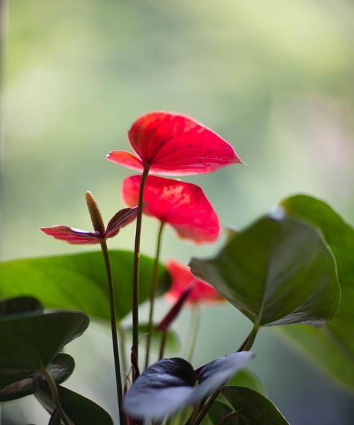 红掌寓意与象征——红掌花的美丽与意义（从红掌花的特点、文化象征到寓意解读）