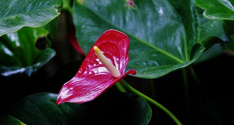 以水培红掌花语为主题的全面介绍（水培红掌的生长特点）