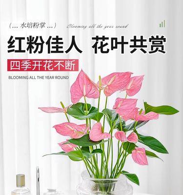 以水培红掌花语为主题的全面介绍（水培红掌的生长特点）