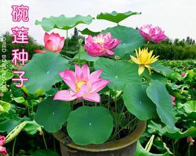 碗莲花怎么种植（盆栽碗莲的种植方法）