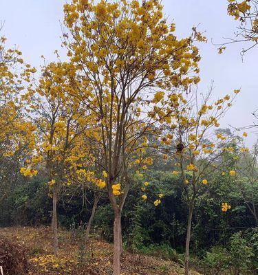 黄花风铃木生长速度如何（浅谈黄花风铃木的特点）