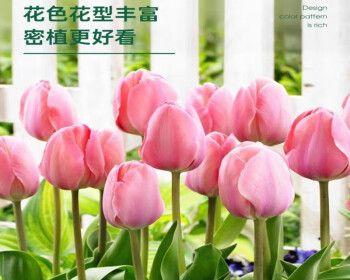 盆栽郁金香怎么养（郁金香正确种植方法）