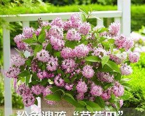 耐寒多年生宿根花卉有哪些（冬天开花的花卉品种及养护技巧）