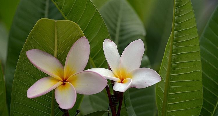 鸡蛋花如何养殖（鸡蛋花的养殖方法和浇水）