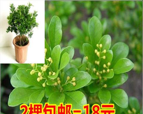 米兰花用什么肥（米兰花的正确种植方法）