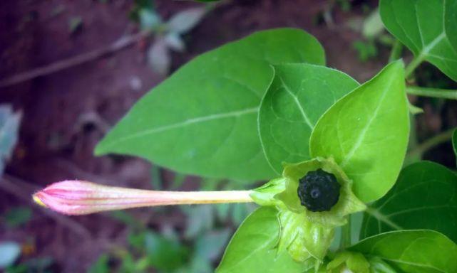 紫茉莉种子种植方法是什么（养护紫茉莉的注意事项）