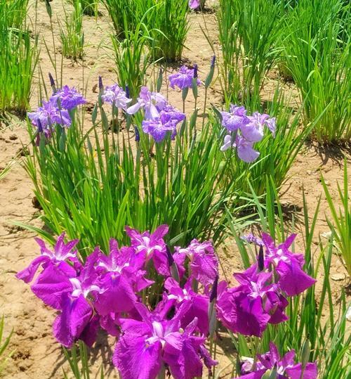 菖蒲花几月开花（观赏菖蒲花花期简介）