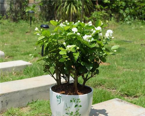 盆栽茉莉花怎么养护（详解茉莉花养护技巧）