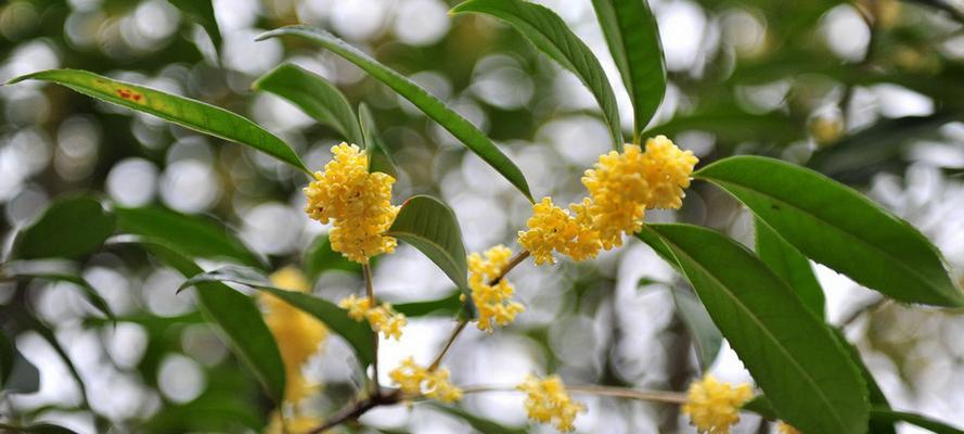 桂花分为几个品种（桂花品种名称大全图解）