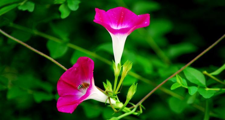 牵牛花是什么颜色（牵牛花的品种大全介绍）