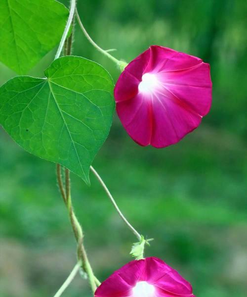 牵牛花是什么颜色（牵牛花的品种大全介绍）