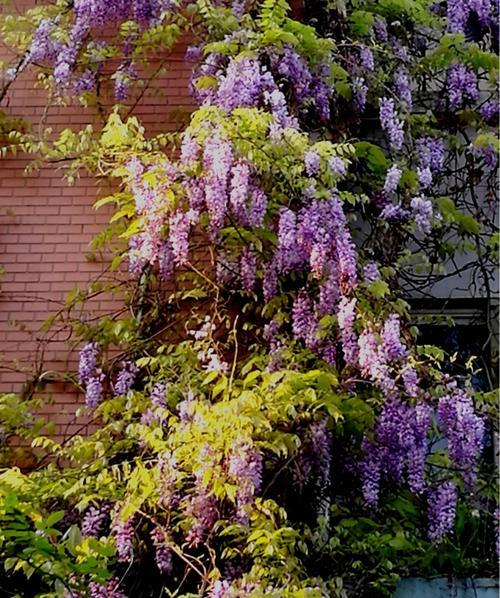 紫藤花什么时候开花（观赏紫藤花花期简介）