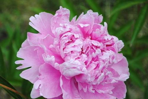 牡丹花是什么季节开花（有关牡丹花花期简介）