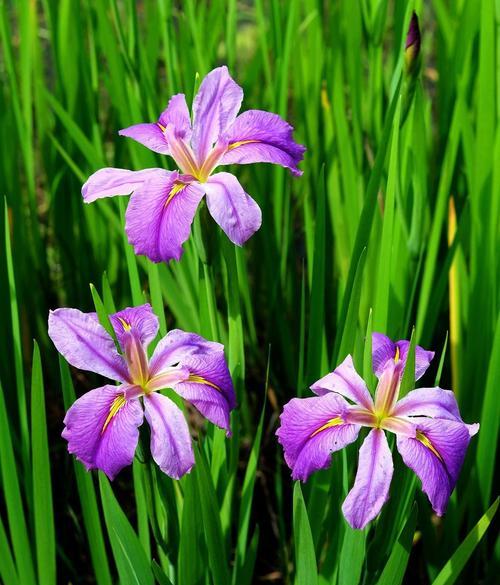 鸢尾草怎么种植（鸢尾花的养护小窍门）