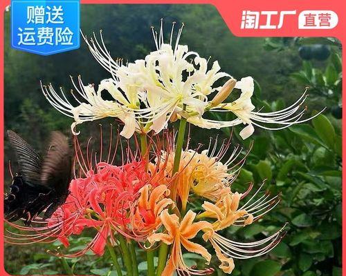 彼岸花如何种植方法（彼岸花种植时间和方法）