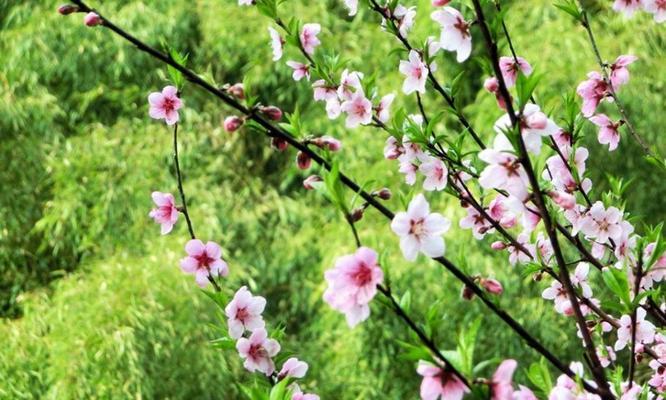 桃花什么时候开花季节（有关桃花花期介绍）