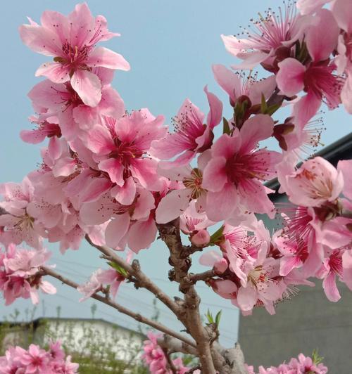 桃花什么时候开花季节（有关桃花花期介绍）