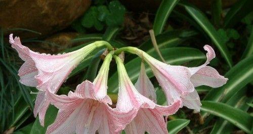 石蒜科代表植物有哪些（盘点五种石蒜科花卉）