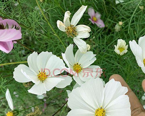 波斯菊种子催芽方法（波斯菊种子催芽步骤）