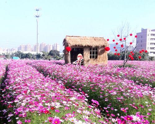 波斯菊种子催芽方法（波斯菊种子催芽步骤）