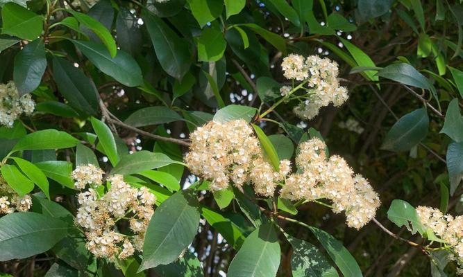 为什么要种石楠花草（石楠花草种植方法和注意事项）