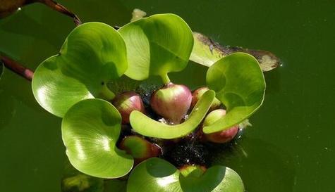 什么植物可以在水里生长（盘点八种适合室内水培植物）