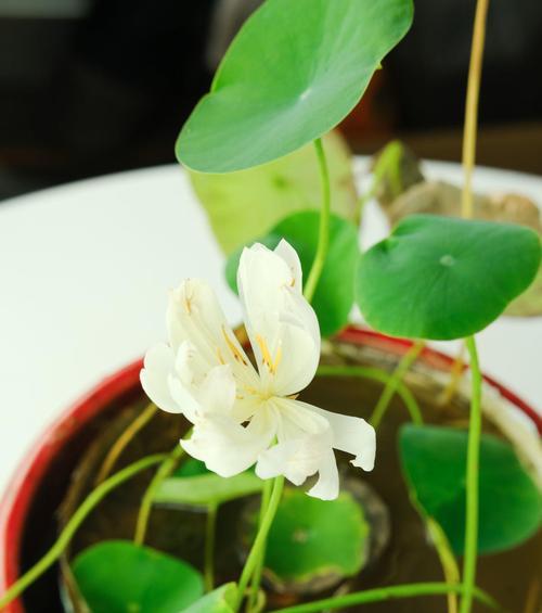 什么植物可以在水里生长（盘点八种适合室内水培植物）