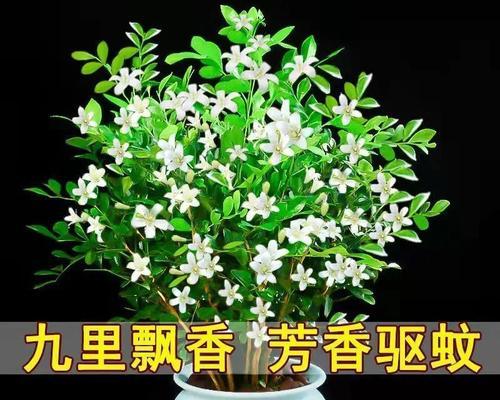 九里香开花时间有多长（九里香的花期季节）