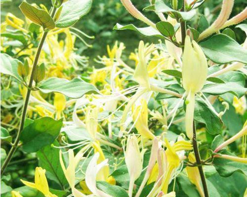 金银花在什么季节开花（金银花的开花时间）