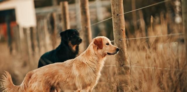 金毛犬训练科目有哪些（训练金毛犬的方法）