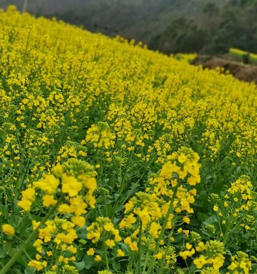 以郁金香代表希望（绽放希望的花朵）