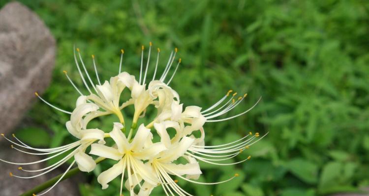 新生之花（以花为媒）