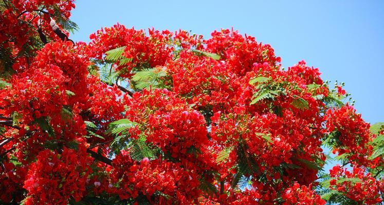 新生之花（以花为媒）