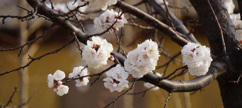 以百合花代表睿智（花语解读和智慧之美）