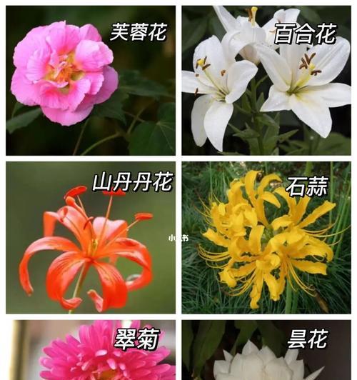 花语爱情（爱情的花语）