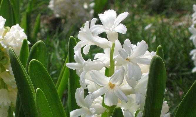 石竹花语（探寻石竹花语中的苦涩与美好）