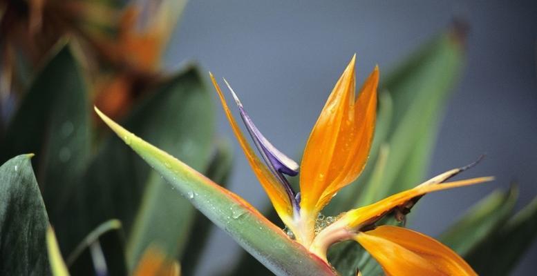 保障安全的花语之旅（以菊花为代表的安全花语解析）