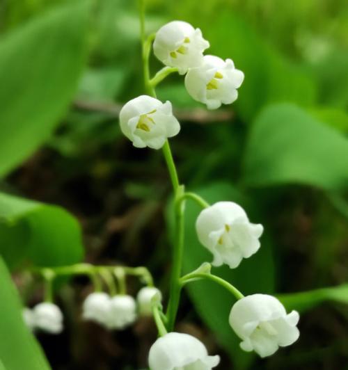 花语中的背叛欺骗（以什么花的花语代表背叛欺骗）